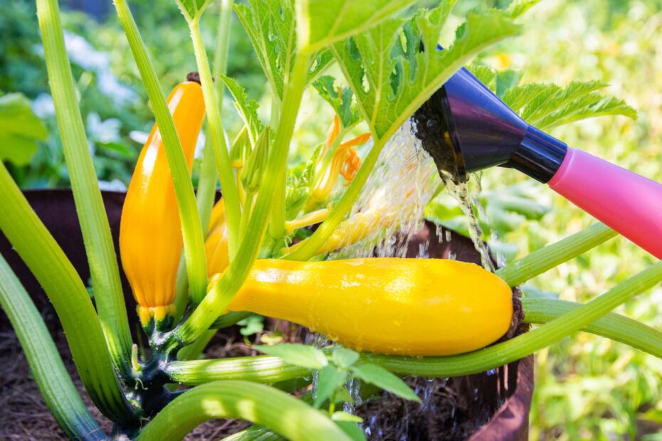 is epsom salt good for zucchini plants