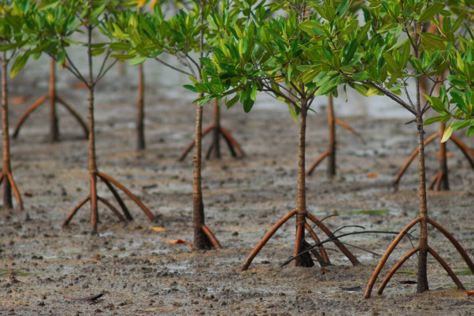 Is it Illegal to Take Mangrove Seeds