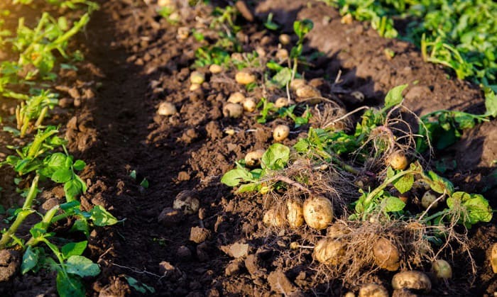 Is it Too Late to Plant Potatoes in Michigan