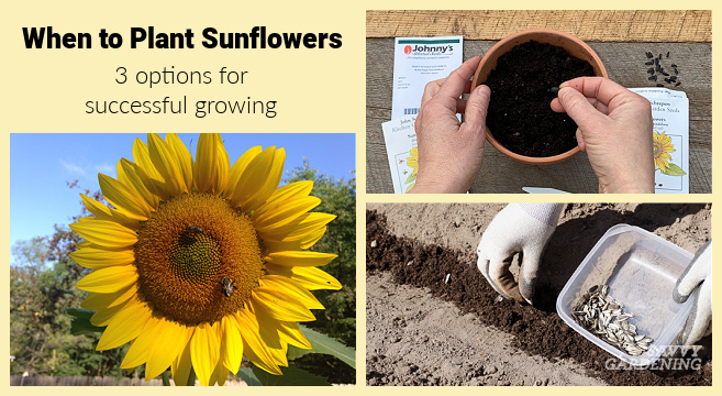 is it too late to plant sunflower seeds