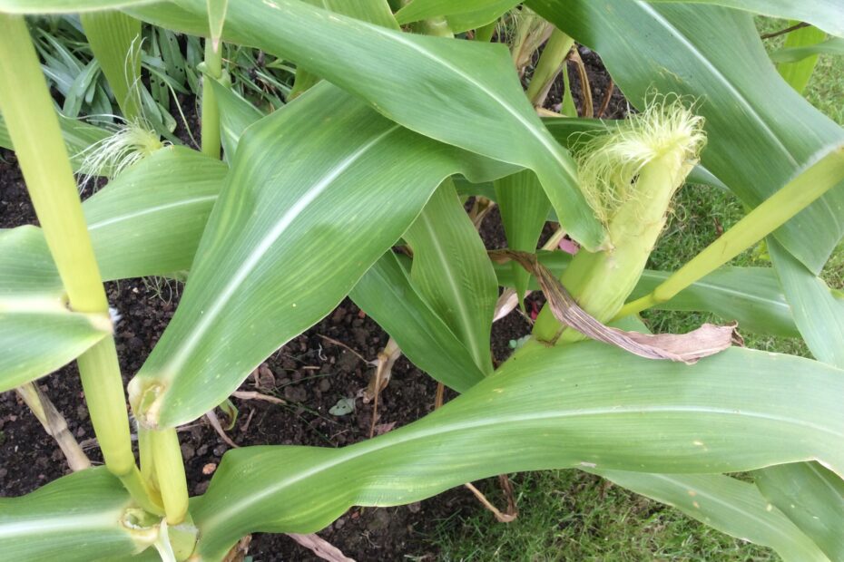 is it too late to plant sweet corn scaled