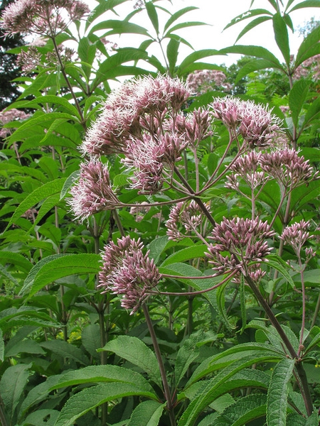 is joe pye weed a milkweed