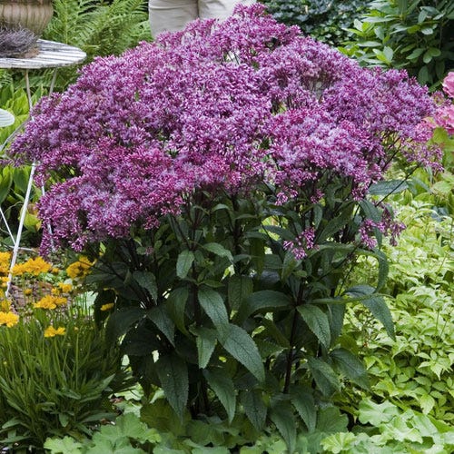 is joe pye weed deer resistant