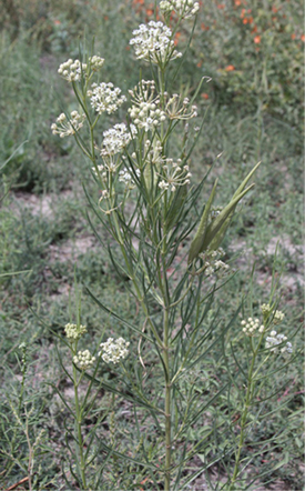 is milkweed poisonous to horses