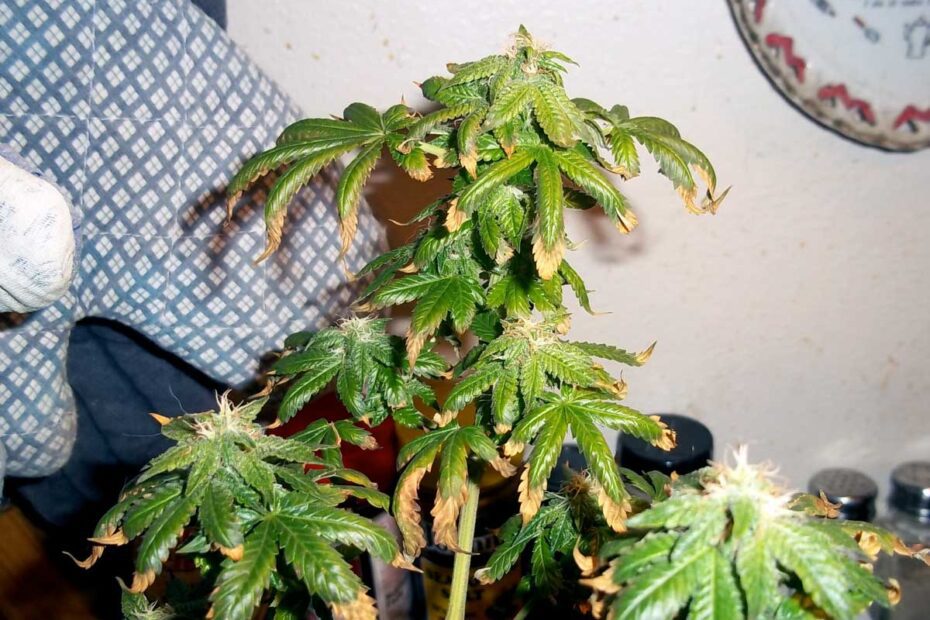 Is Miracle Grow Fertilizer Good for Weed