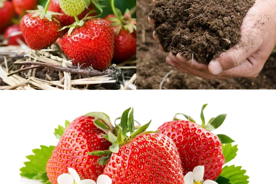 Is Mushroom Compost Good for Strawberries