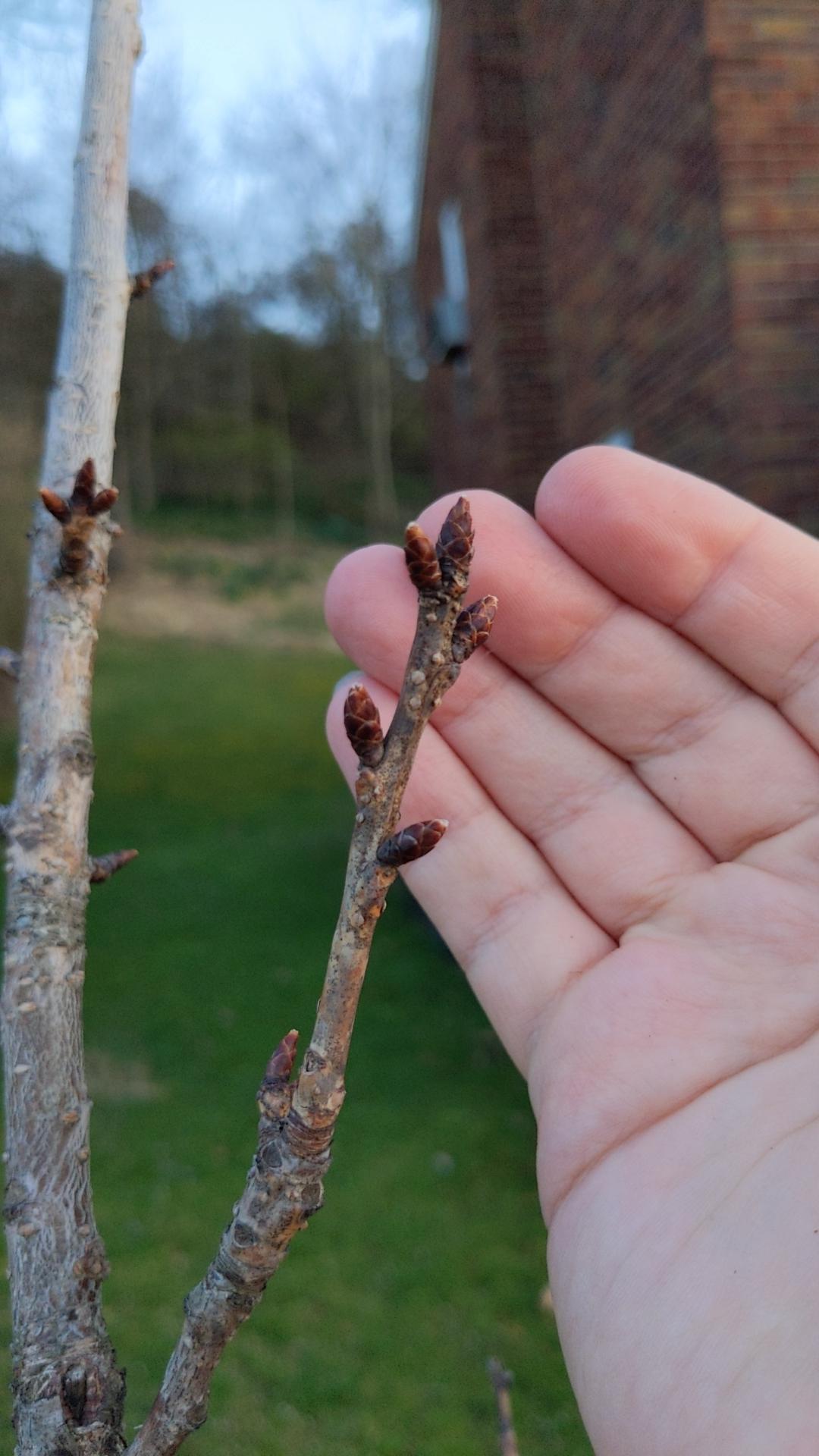 Is My Cherry Tree Dead