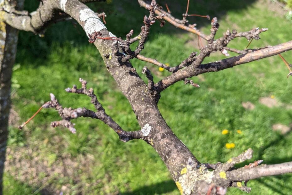 Is My Crabapple Tree Dead