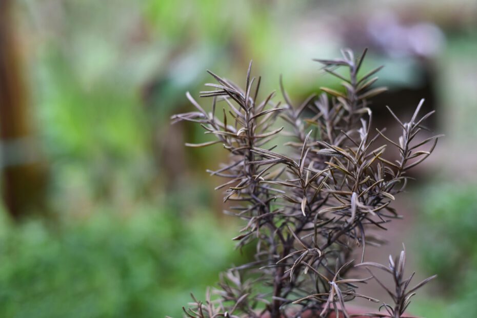 Is My Rosemary Dead After Freeze