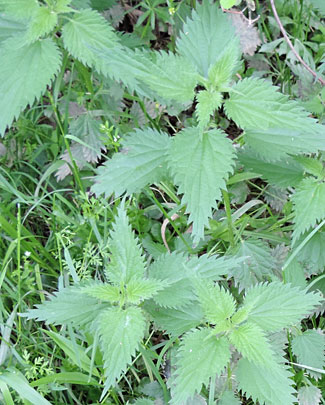 is nettle a weed