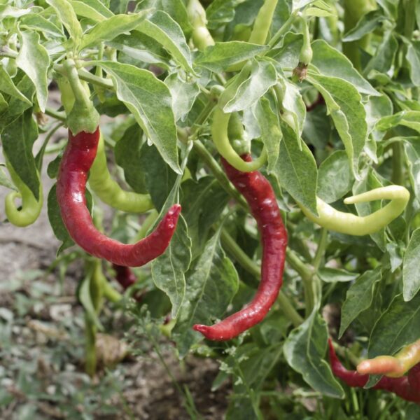 is paprika good for plants