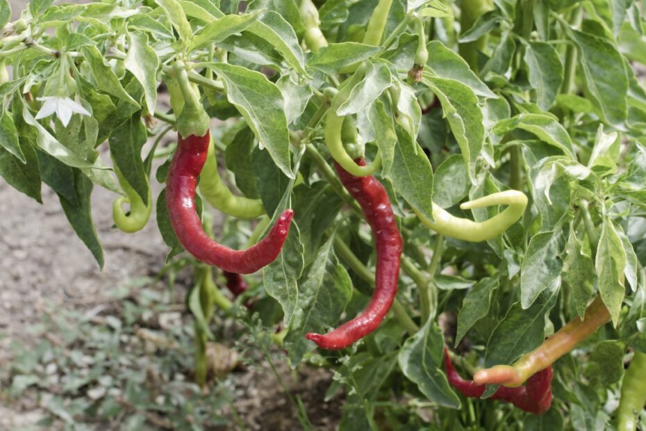 is paprika good for plants