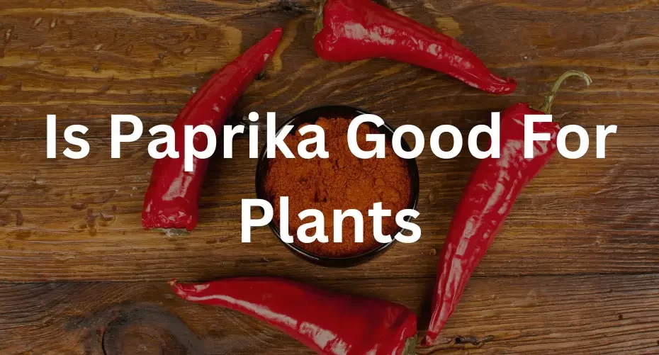 is paprika water good for plants