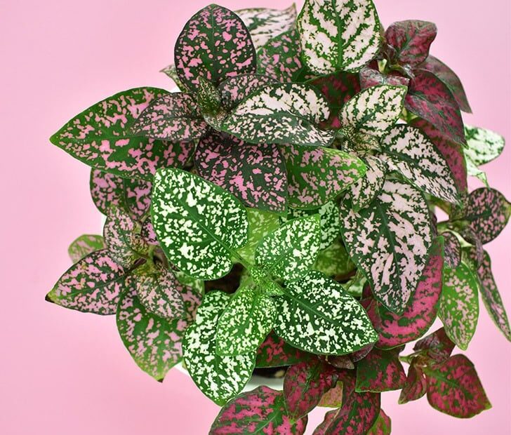 Is Polka Dot Plant Toxic to Cats