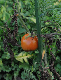 is powdered milk good for tomato plants