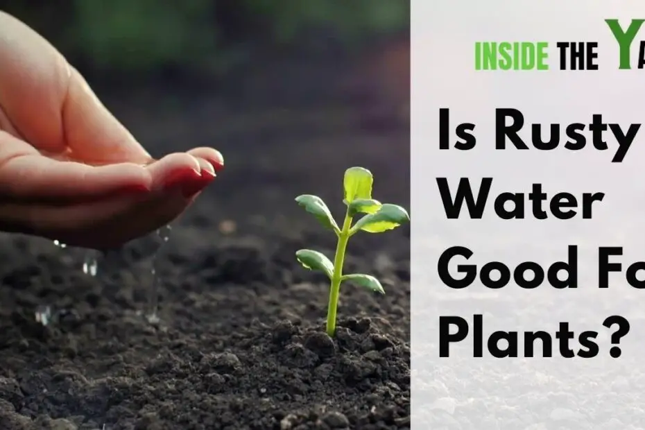 Is Rusty Water Bad for Plants