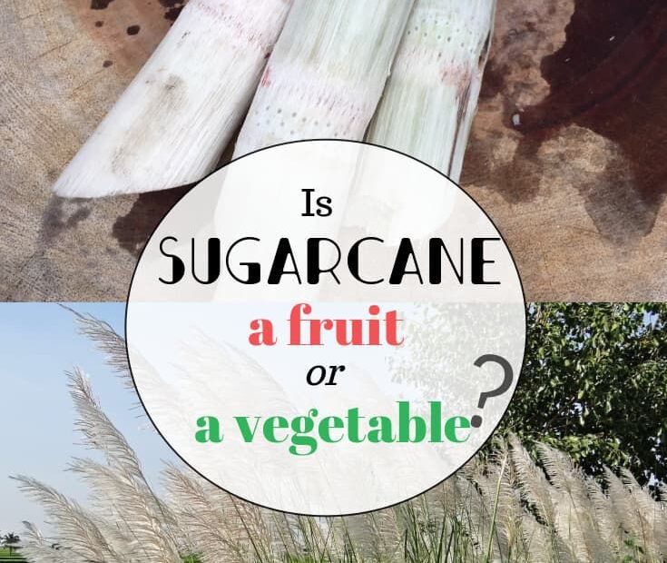 Is Sugar Cane a Vegetable