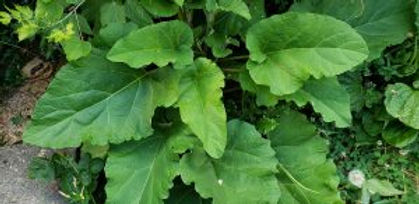 is there a weed that looks like rhubarb