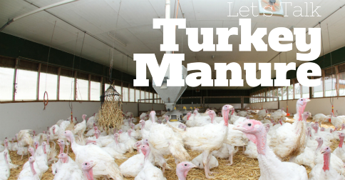 Is Turkey Poop Good Fertilizer