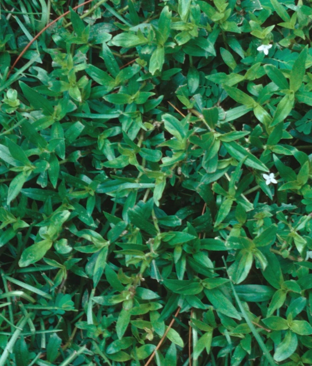 Is Virginia Buttonweed Poisonous to Dogs