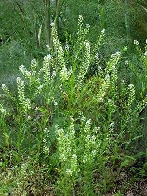 is virginia pepperweed edible