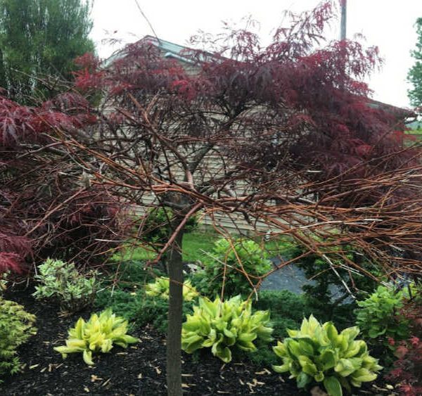 japanese maple tree is dying