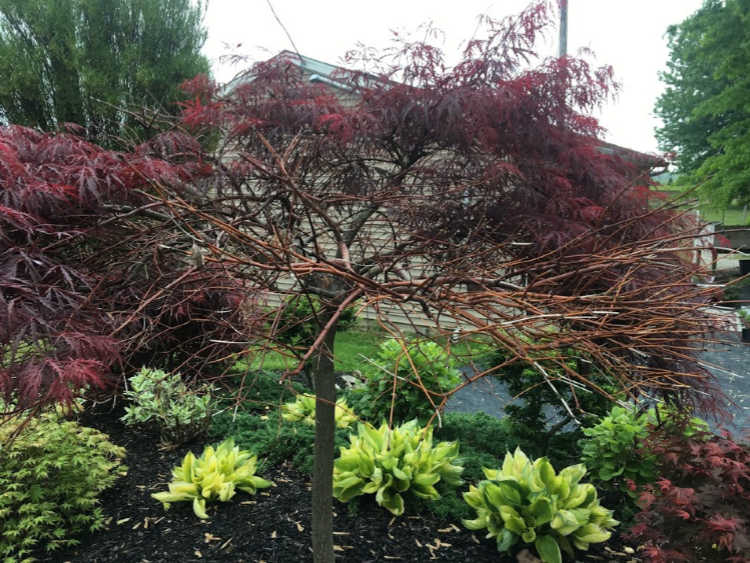 japanese maple tree is dying