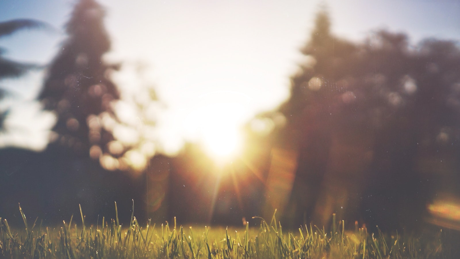 Exploring the Possibility: Can Grass Flourish in Rocky Soil?