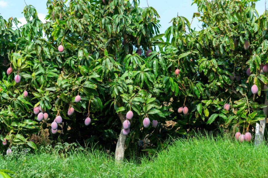 Mango Tree is Evergreen or Deciduous