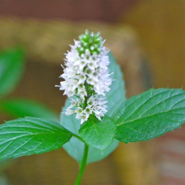 my mint is flowering