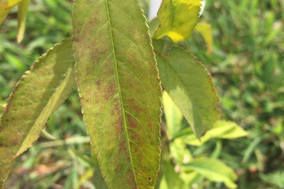 my peach tree leaves are turning yellow scaled