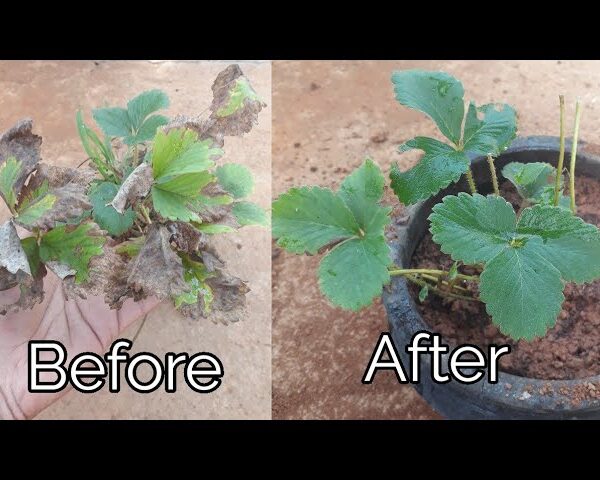 my strawberry plant is dying