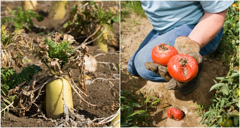 my vegetables are not growing