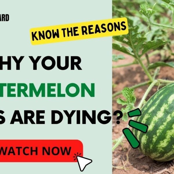 my watermelon plant is dying