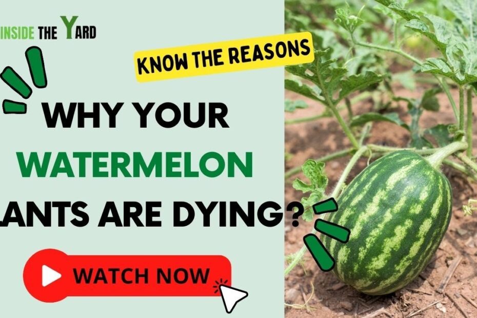 my watermelon plant is dying