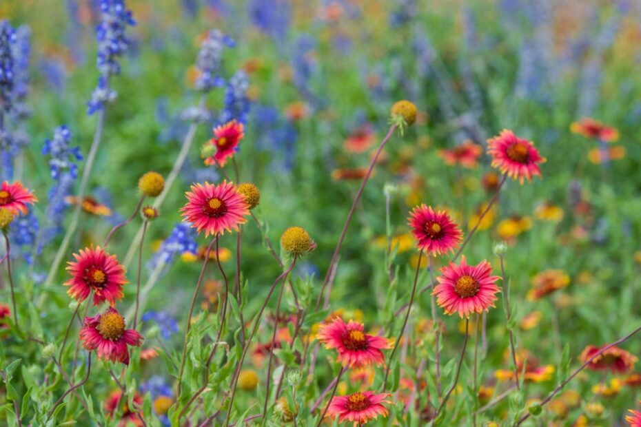 my wildflowers are falling over