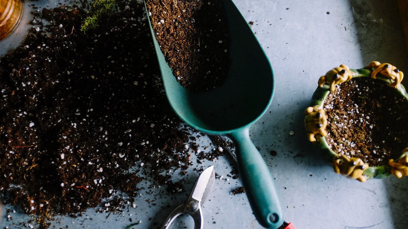 From Garden to Plate: Expert Tips on Harvesting and Preparing Christmas Cactus Flowers