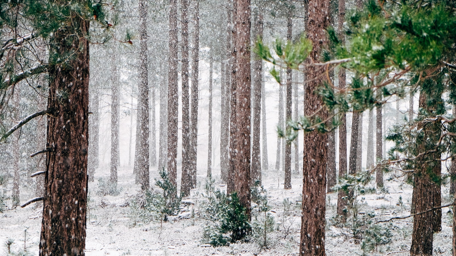 Tips for Successful Winter Planting: Techniques to Ensure Optimal Growth