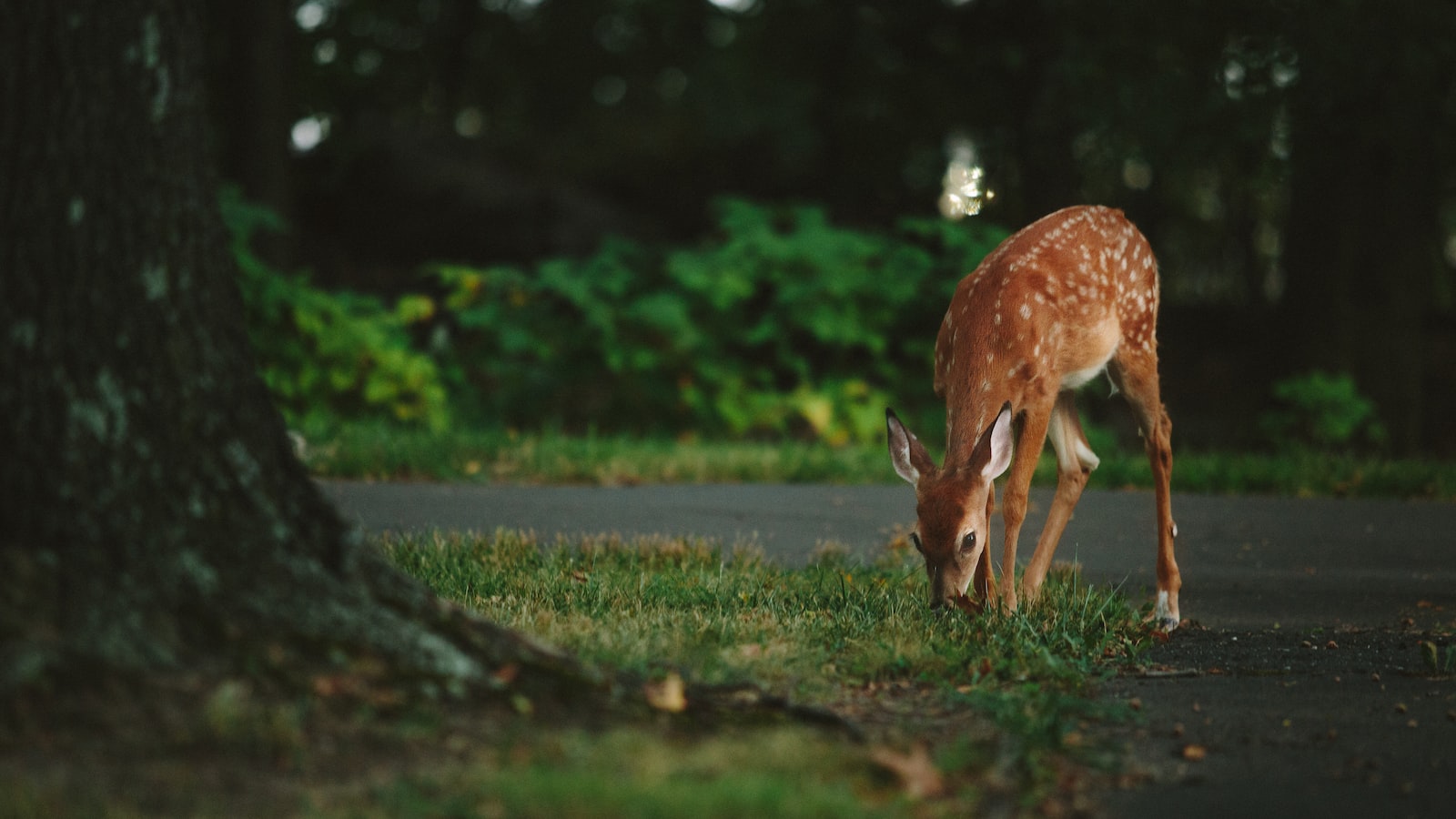 Overview of Deer Behavior and Diet