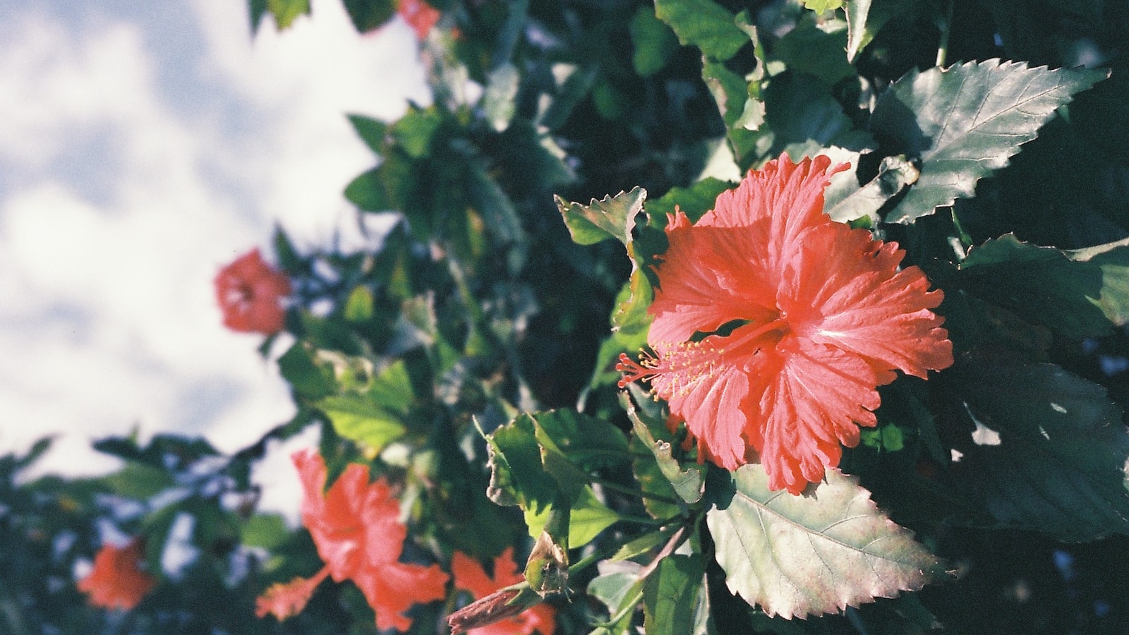 Revitalizing Your Garden: Expert Tips on using Hibiscus Seed Pods for Gardening Triumphs