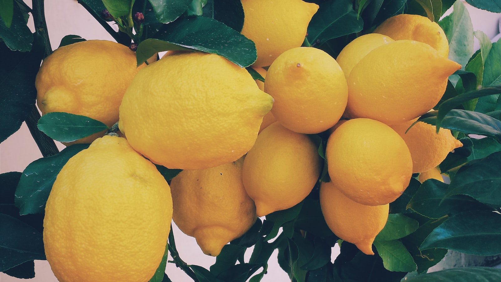 Can Lemon Trees Survive Pennsylvania's Climate?