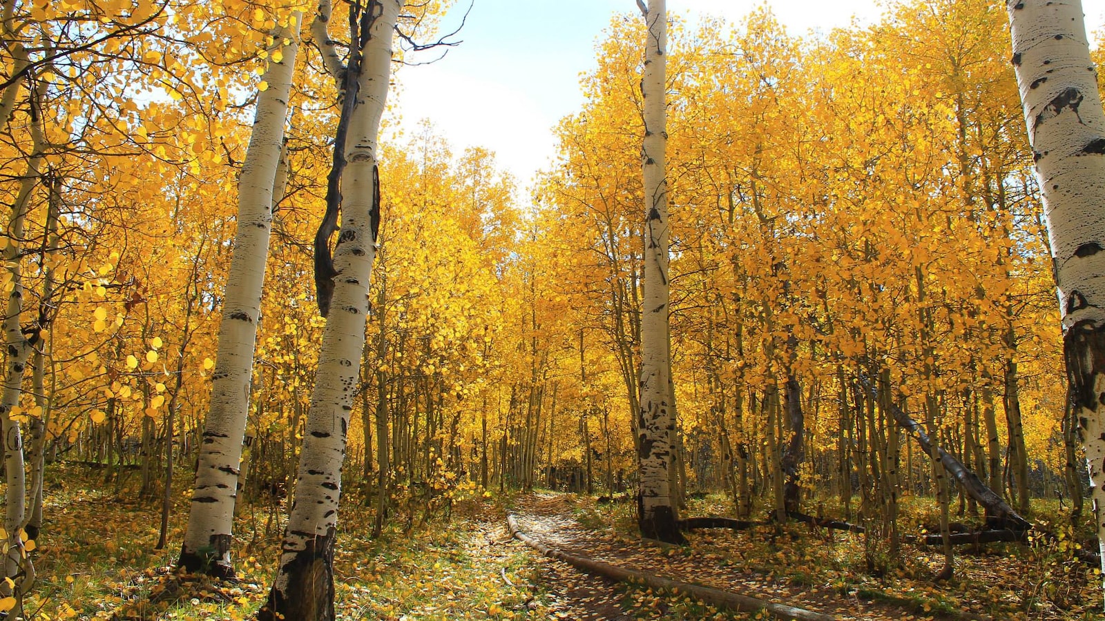 From Aspen to Gambel Oak: Deciduous Trees That Flourish across Colorado's Landscapes