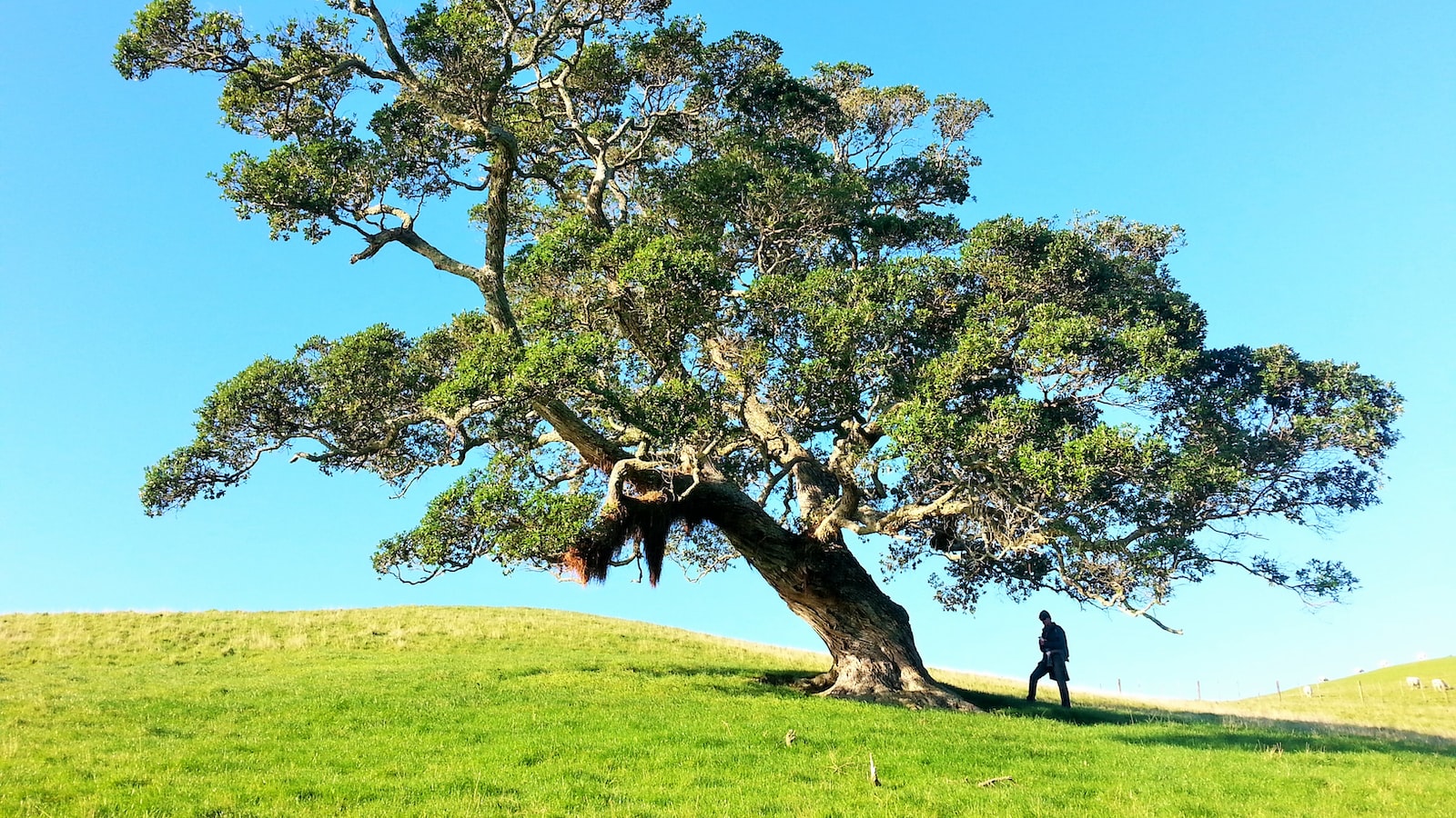 - Effective Measures: Strategies to Halt Walnut Tree Nut Production