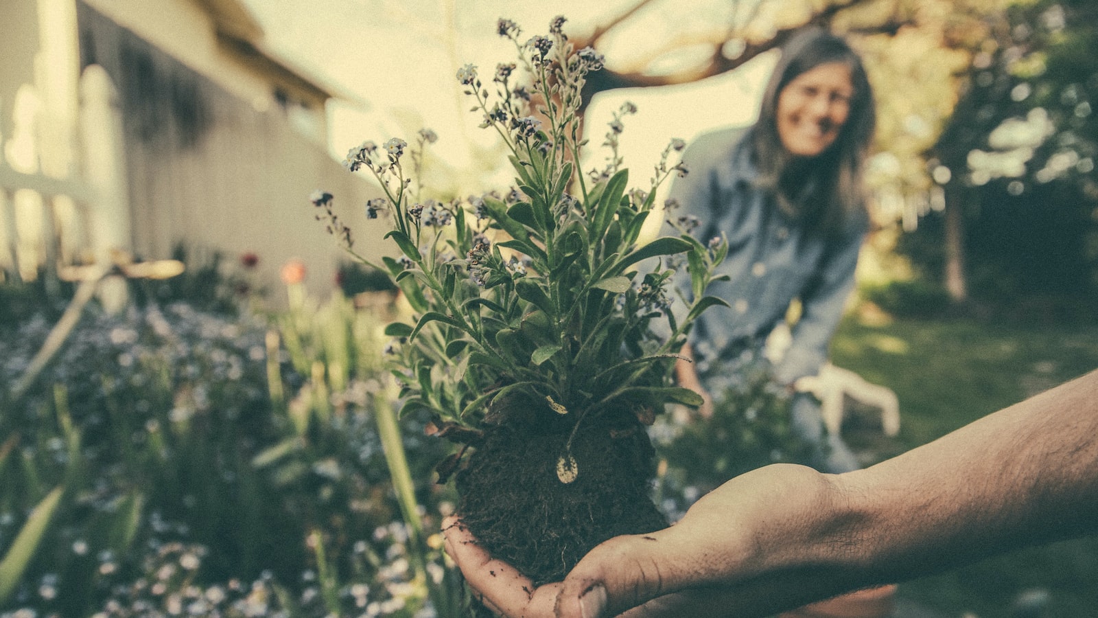 Best Time to Plant Strawberries in Idaho