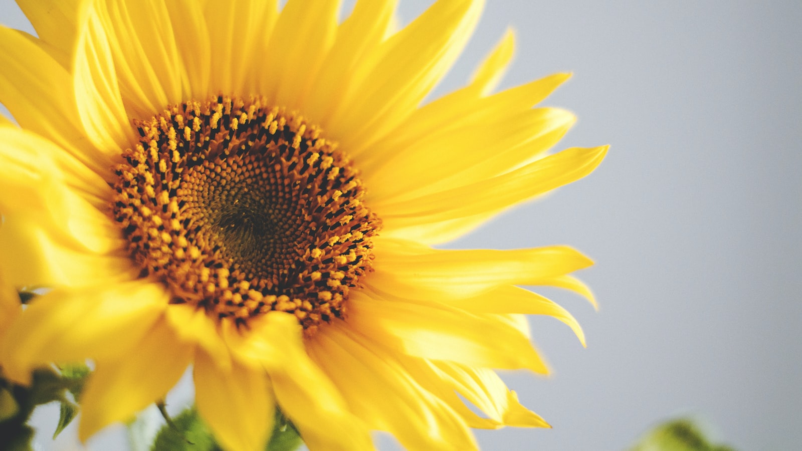 Preparing the Sunflower for Transplant: