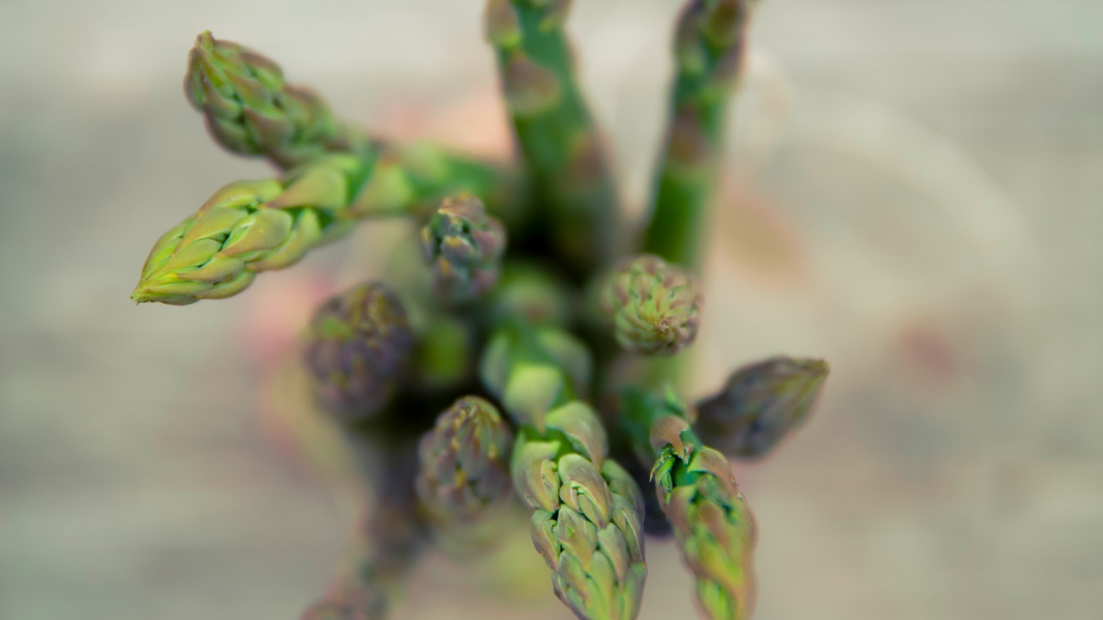 Perfect Bedfellows: Companion Plants to Boost Asparagus Health