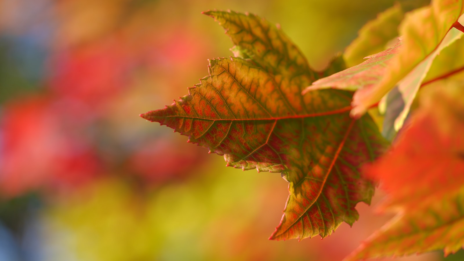 Nurturing the Green Thumb: Essential Skills and Knowledge for Master Gardeners in Georgia