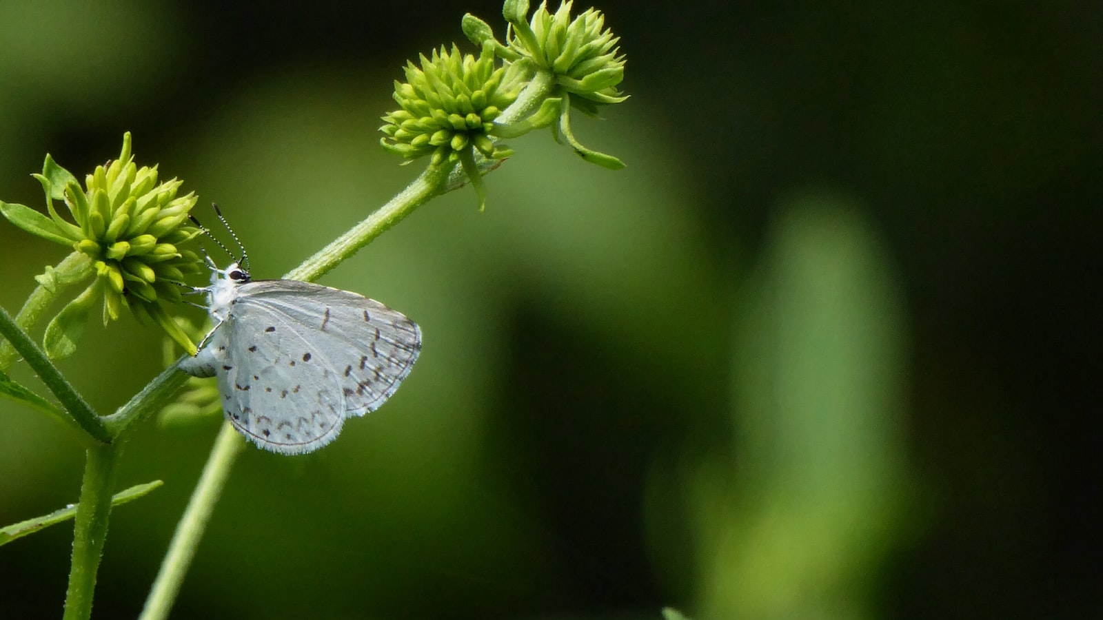 - Unleashing the Potential: Exploring the Feasibility of Growing Hydroponic Plants in Soil