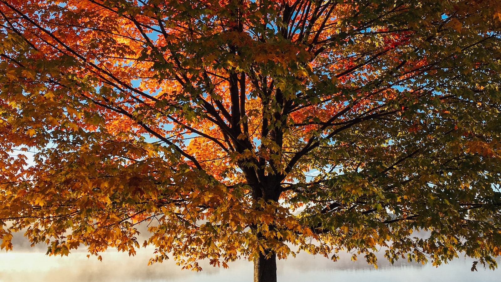 The Art of Pruning: Step-by-Step Guide to Pruning Fruit Trees in Utah