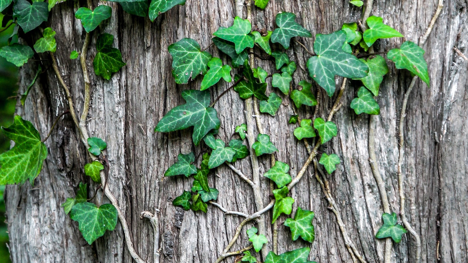 Pruning and Harvesting Eucalyptus: Maximizing Growth and Utilization of your Crop